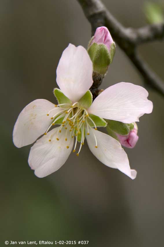 Almond blossom, Eftalou © Jan van Lent, 1-02-2015 #037