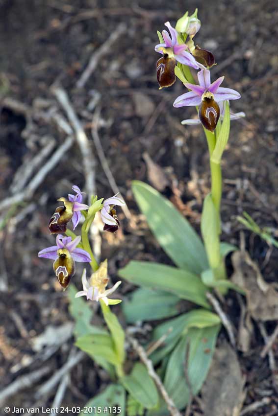 43: Ophrys lesbis: ‘Go West!’ 