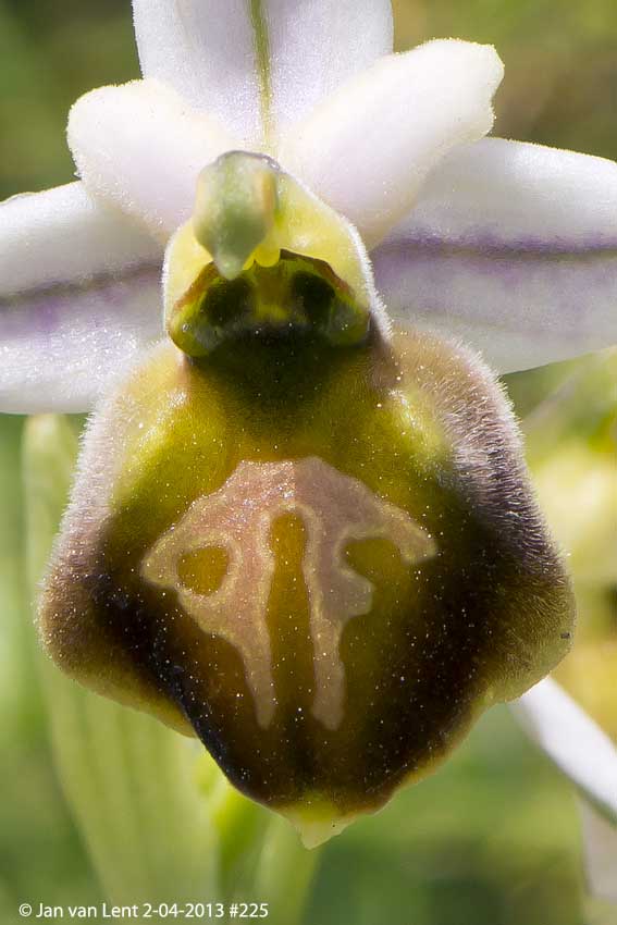 Ophrys lesbis, Gavathas road © Jan van Lent 2-04-2013 #225