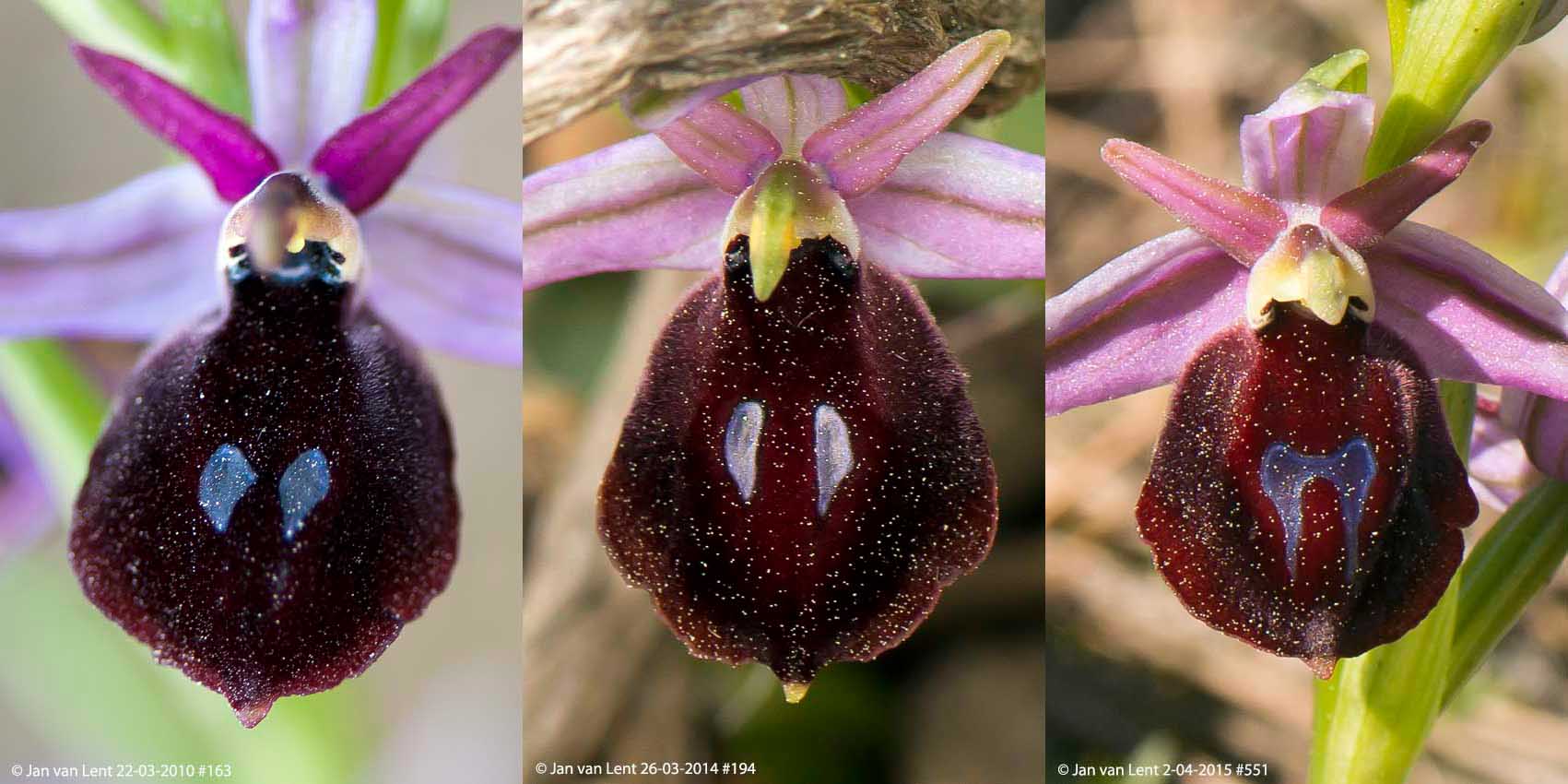 3x Ophrys ferrum-equinum; Mt. Spathi 22-3-10 #163; Alifantá 26-3-14 #194; Plati, 2-4-15