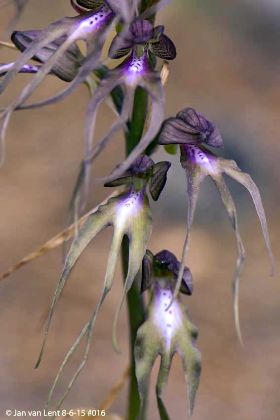 Himantoglossum x agiasense, Sanatorio corner. © Jan van Lent 8-6-15 #016cu
