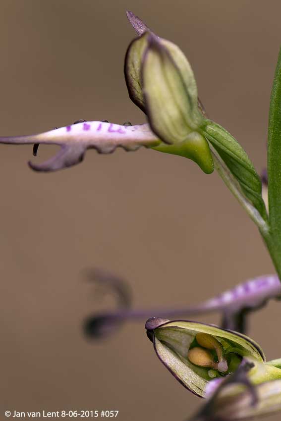 Himantoglossum caprinum, Sanatorio corner. © Jan van Lent 8-6-15 #057