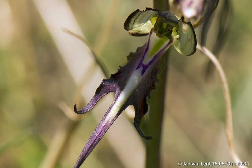 Today Himantoglossum caprinum or jankae? Megalochori. © Jan van Lent 16-06-2014 #094