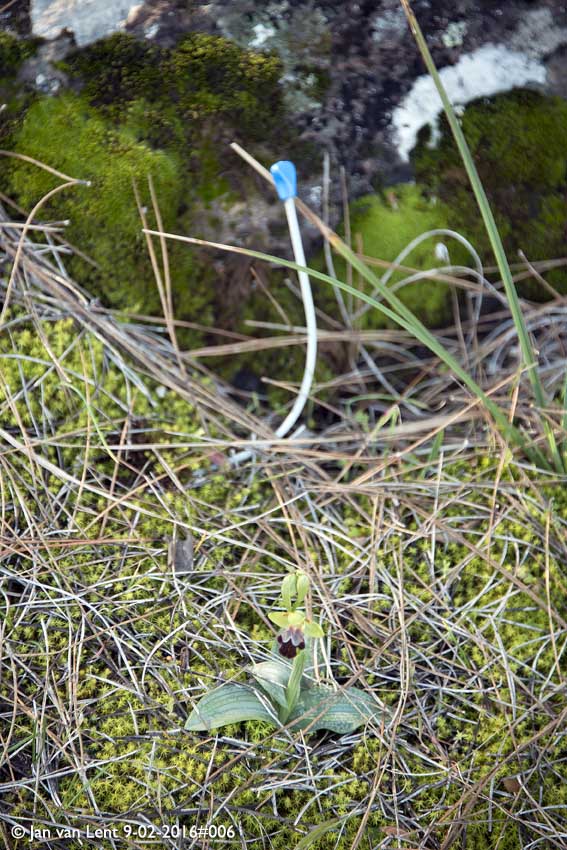 Ophrys sancti-isidorii, Aspros Glaros, © Jan van Lent 9-02-2016#006