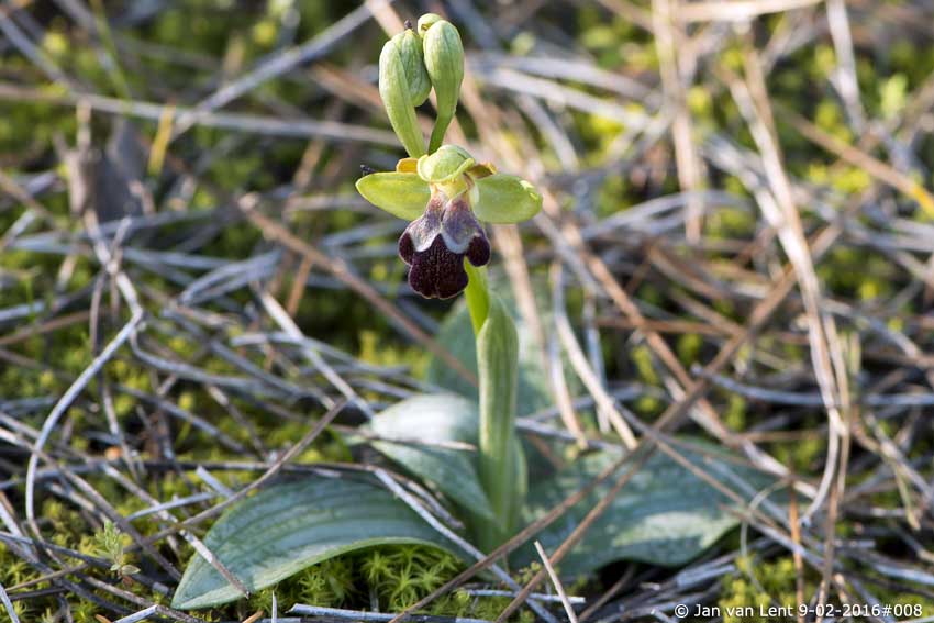 Ophrys sancti-isidorii, Aspros Glaros, 9-02-2016 #008 © Jan van Lent
