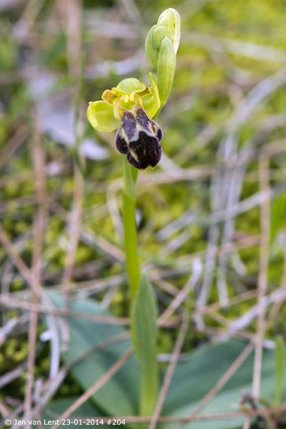 Same Ophrys sancti-isidorii 2015, Aspros Glaros, © Jan van Lent 23-01-2014 #204