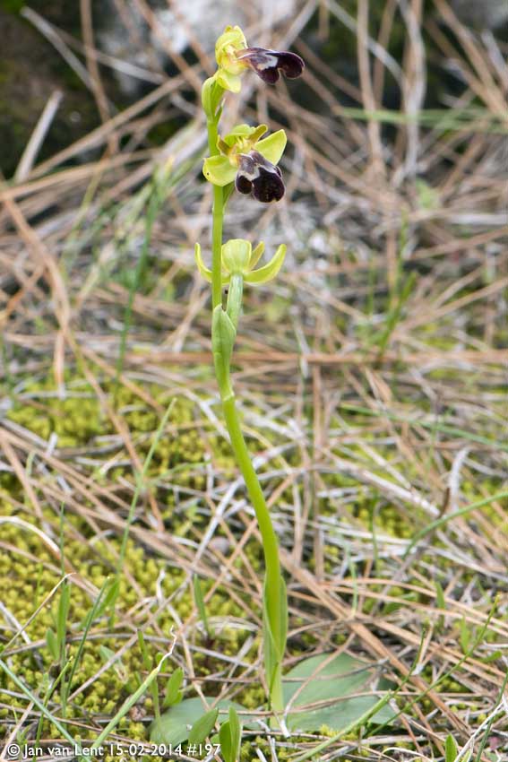 Same Ophrys sancti-isidorii 2015, Aspros Glaros, © Jan van Lent 15-02-2014 #197