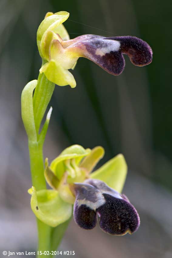 Same Ophrys sancti-isidorii 2015, Aspros Glaros, © Jan van Lent 15-02-2014 #215