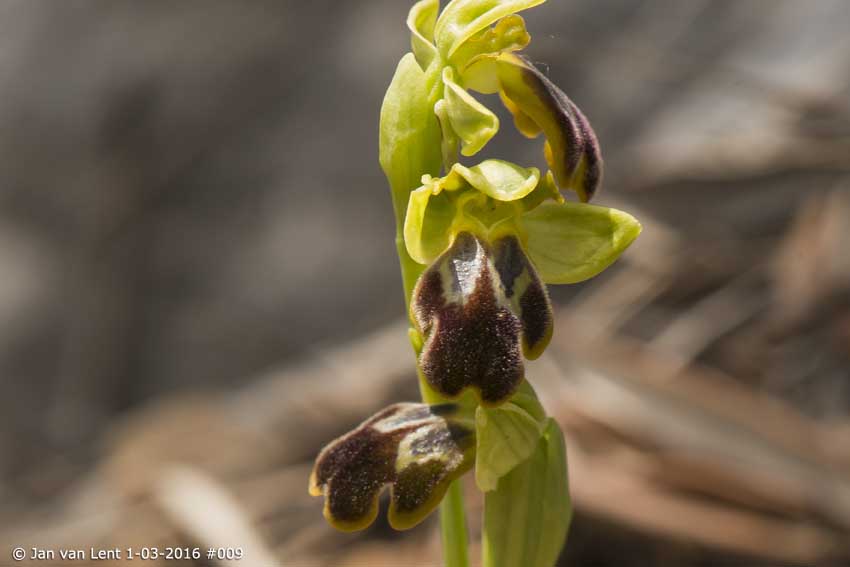 Ophrys cesmeensis, Loutropoli-Thermi, © Jan van Lent 1-03-2016 #009