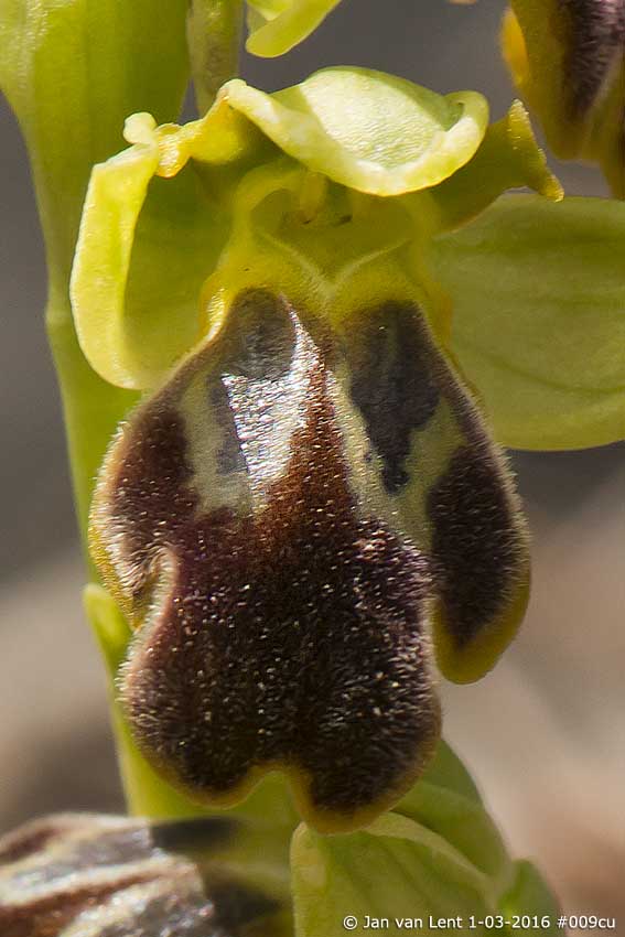 Ophrys cesmeensis, L-Thermi  © Jan van Lent 1-03-2016 #009cu
